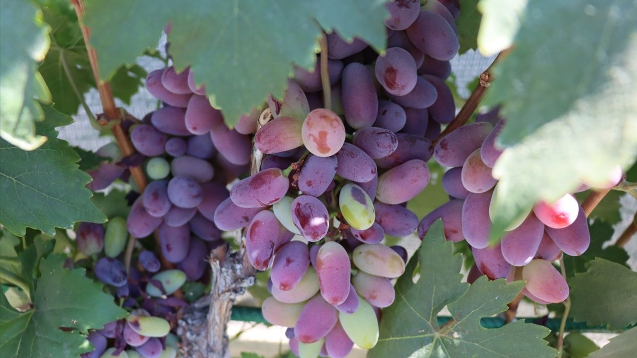 Ahıska Türkü çift, Erzincan Üzümlü'de 70 çeşit üzüm yetiştiriyor