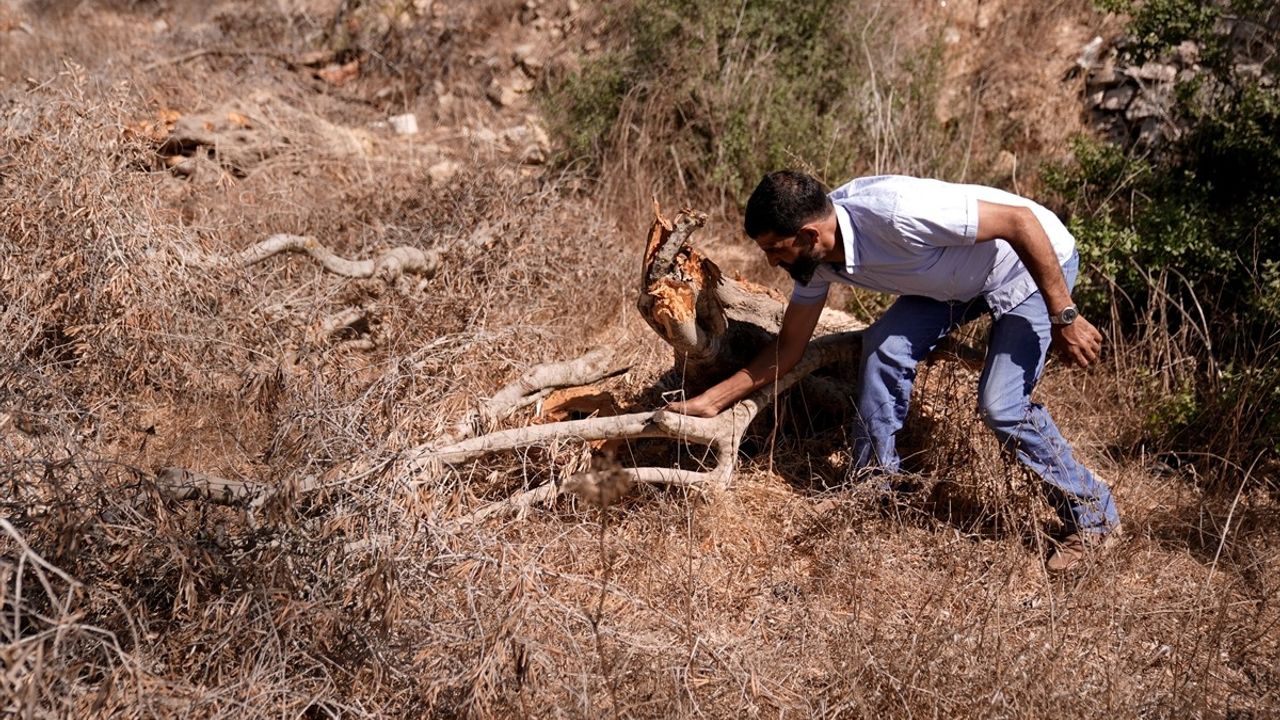 Aid Gafri: Sincil'de "Hiçbir Şey Beni Toprağımdan Koparamaz" — Batı Şeria