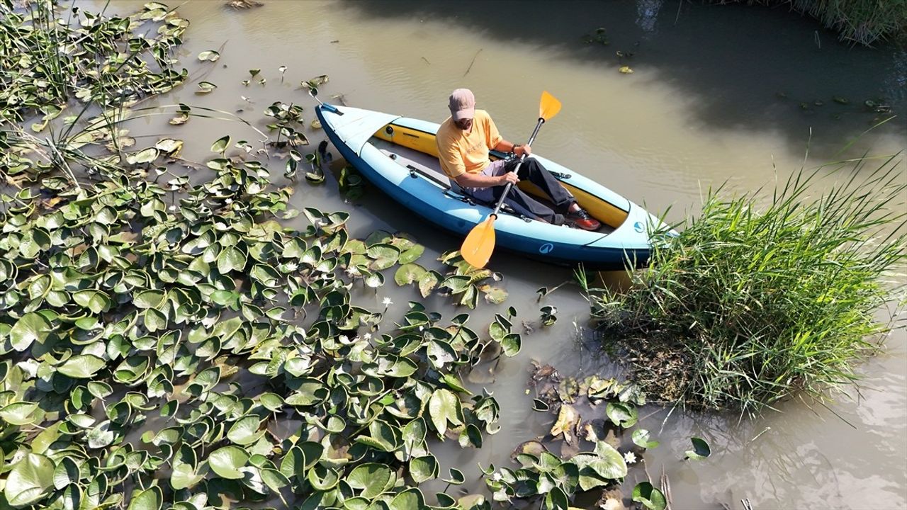 Alaçam'da Nilüferler Arasında Kano: Volkan Karaman İlçesini Tanıtmak İstiyor