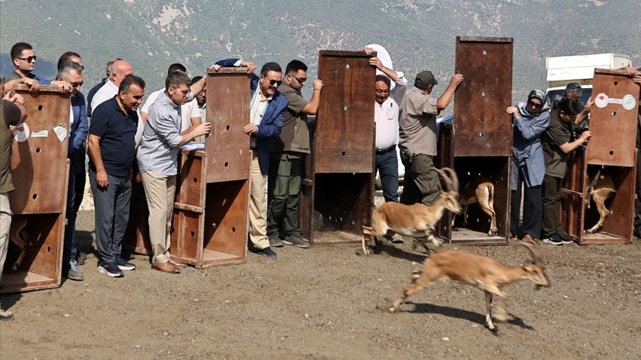 Amasya'da 5 Yaban Keçisi Doğaya Salındı