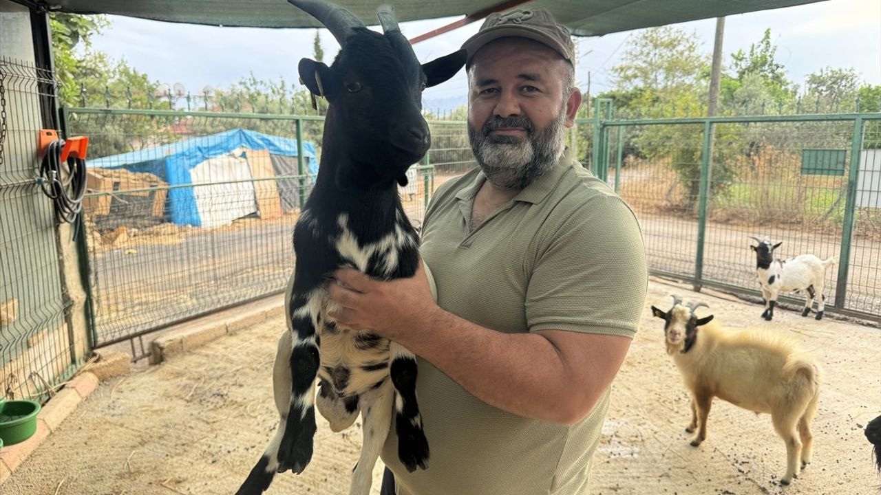 Antalya'da Başına Poşet Geçen Keçi Sürüde Panik Yarattı