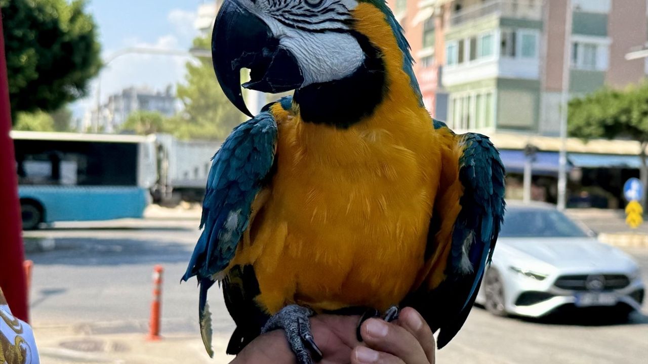 Antalya'da çalındığı öne sürülen 'Cabbar' papağanı bulundu