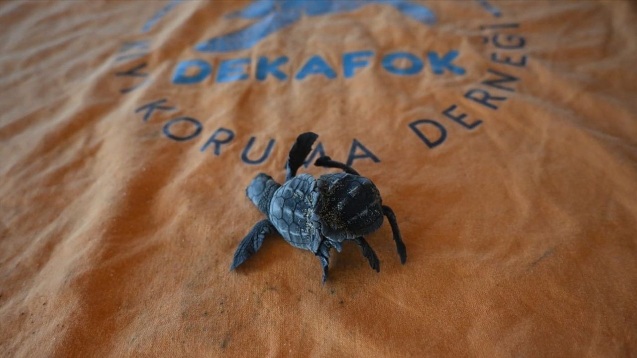 Antalya Manavgat'ta Nadir Olay: Siyam İkizi Caretta Caretta Bulundu