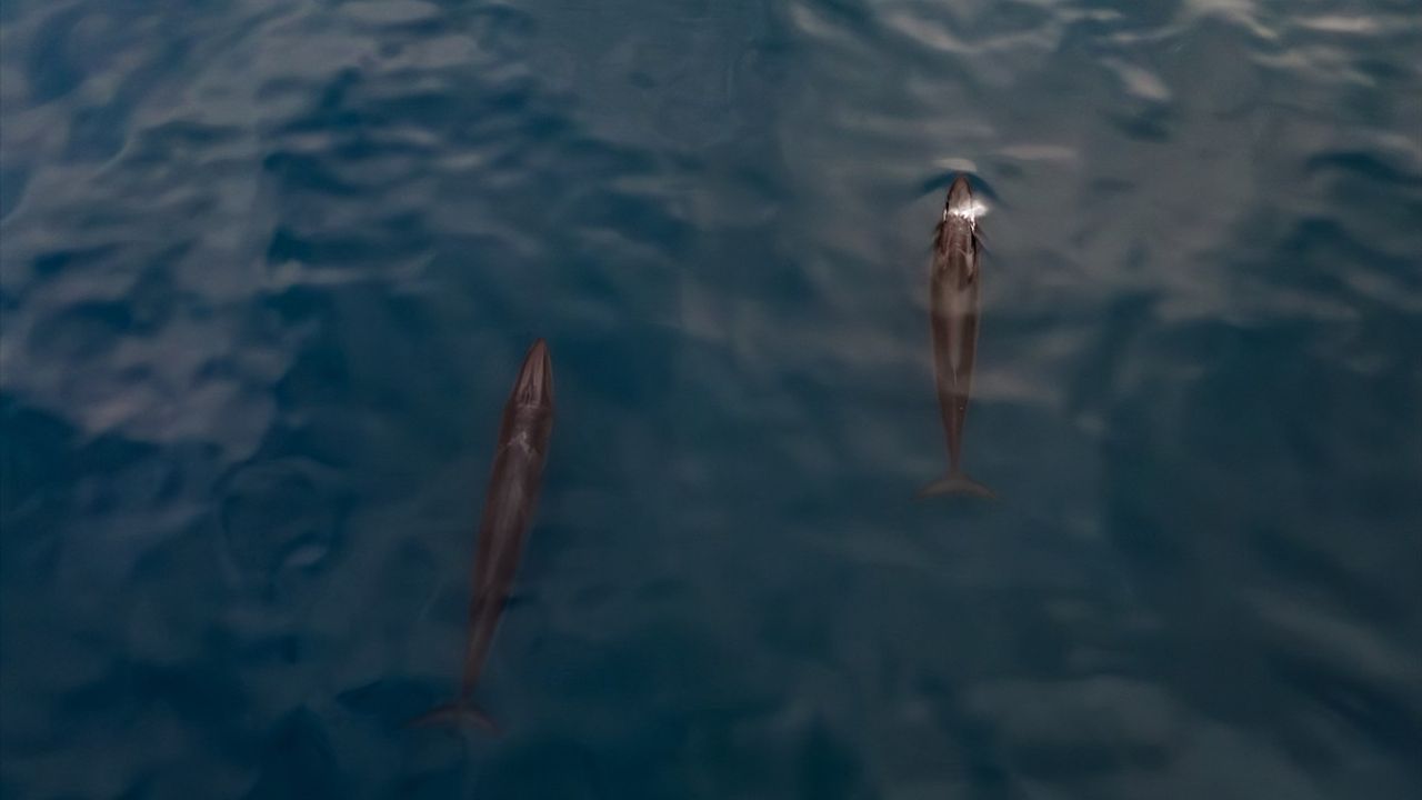 Arktik'te Nadir Sei Balinaları ve Mikroplastik Tehdidi