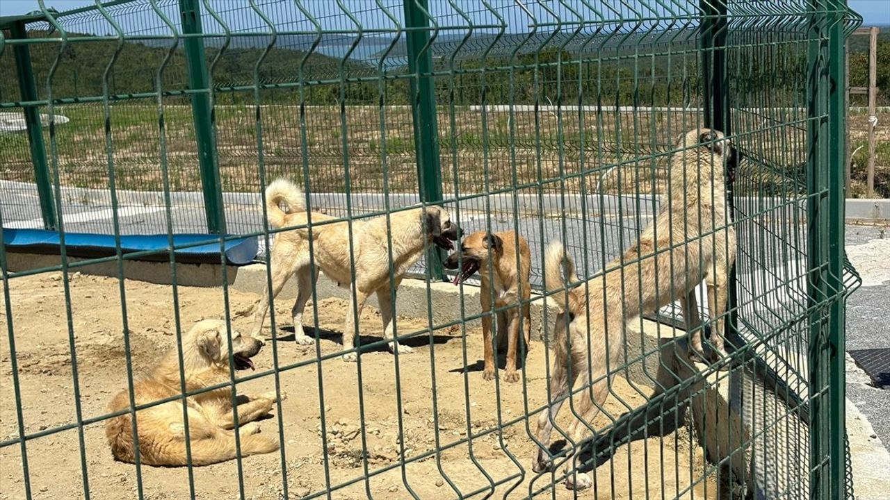 Arnavutköy'de Sahipsiz Hayvanlar Toplanıyor: İstanbul Valiliği Talimatı