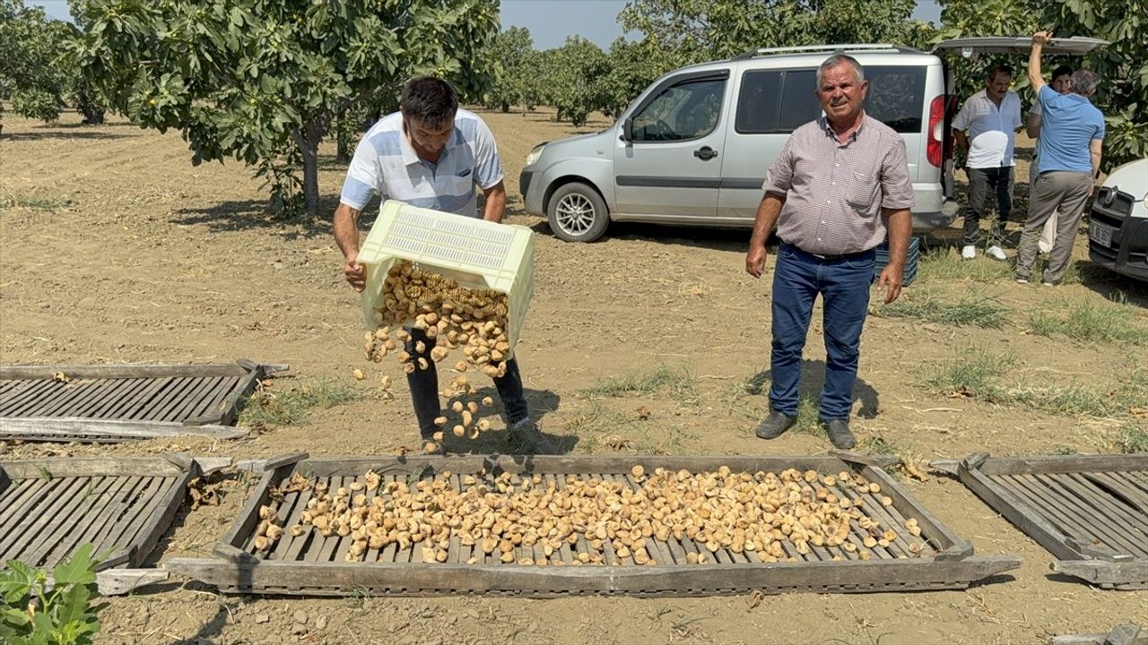 Aydın'da İlk Kuru İncir Sezonu 400 Lira ile Başladı