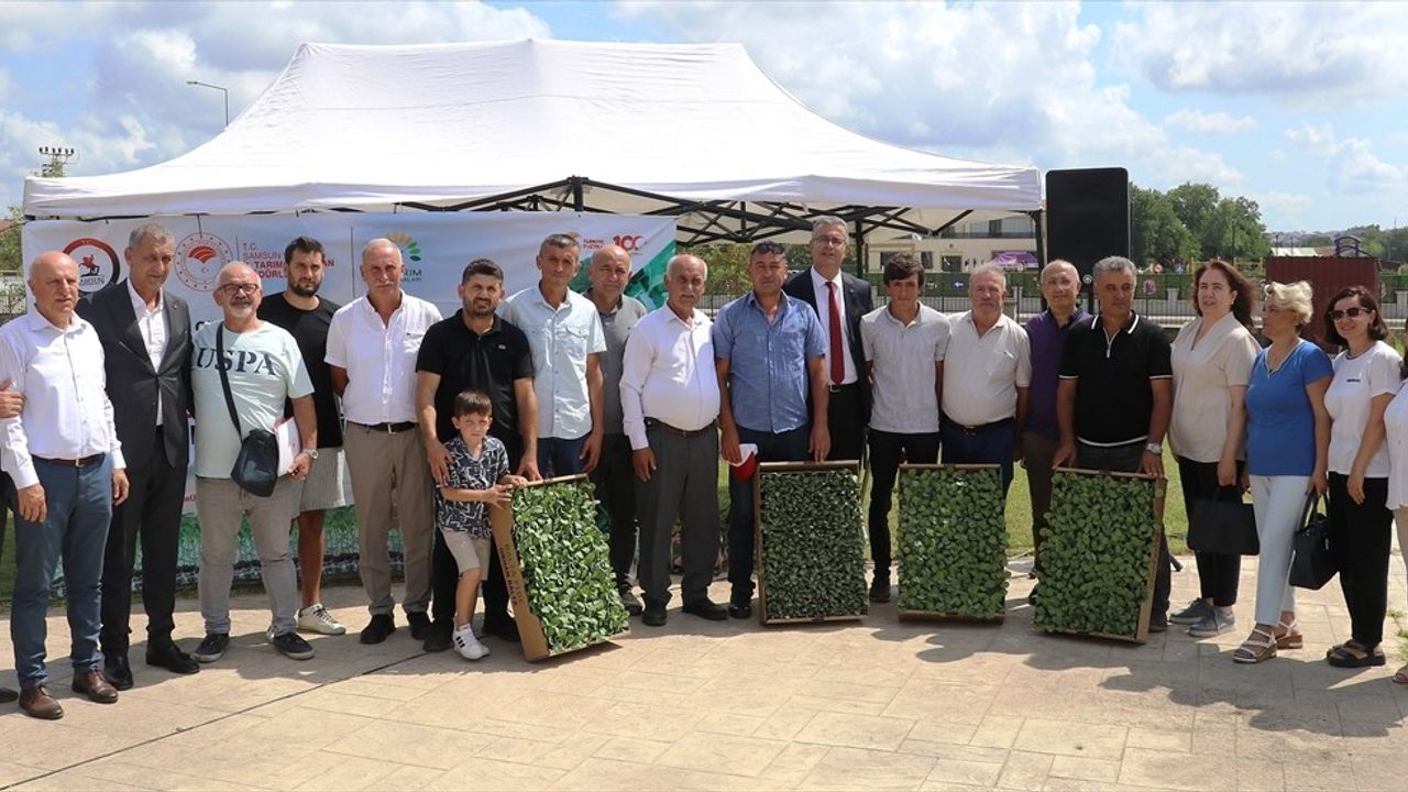 Bafra Ovası'na 347 bin 904 Sebze Fidesi Dağıtıldı