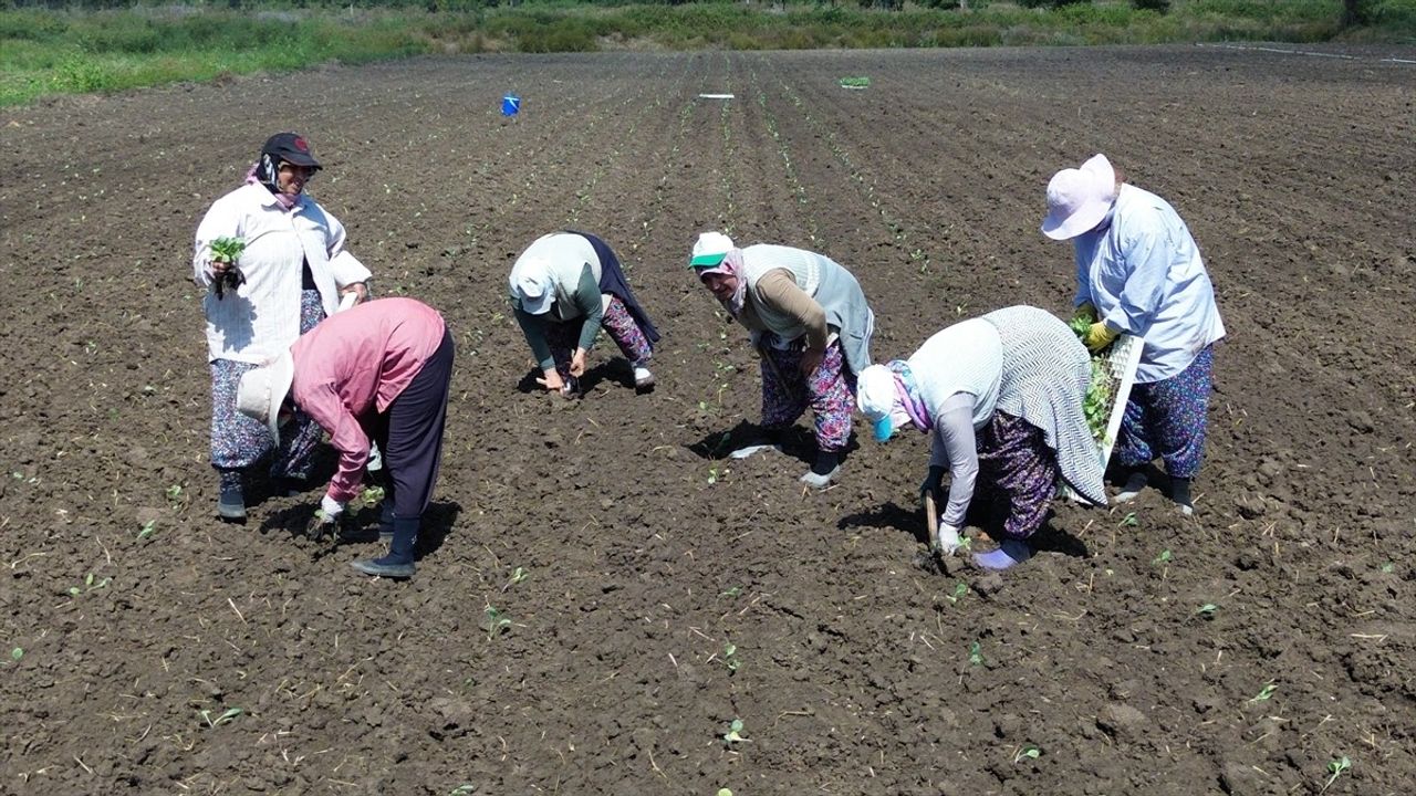 Bafra Ovası'nda Hibe Destekli Kışlık Sebze Fidesi Dikimi Başladı