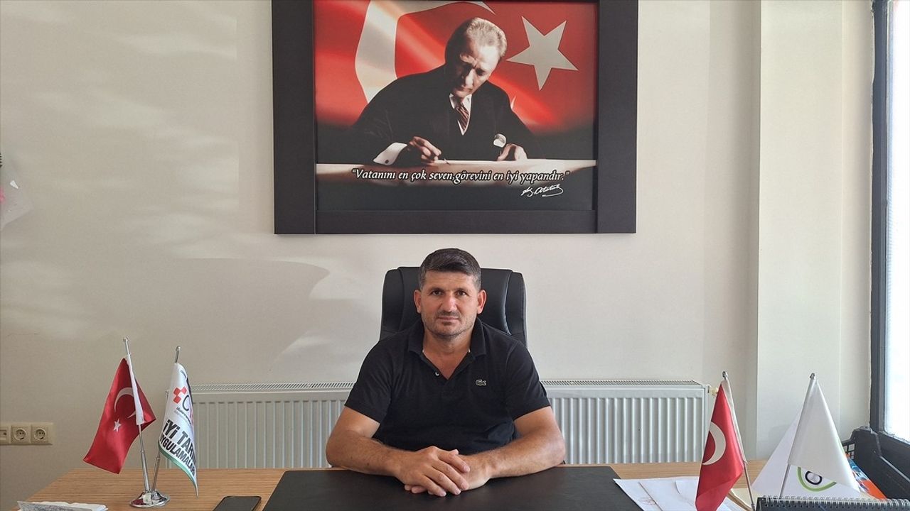 Bafra Ovası'nda Süheyla Kavunu Hasadı Devam Ediyor