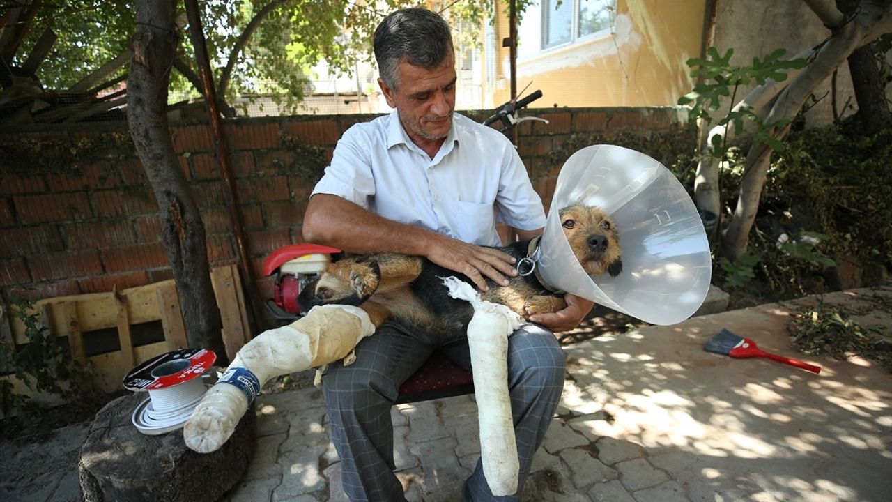 Balıkesir Sındırgı'daki Depremde Yaralanan 'Ateş' Kurtarıldı