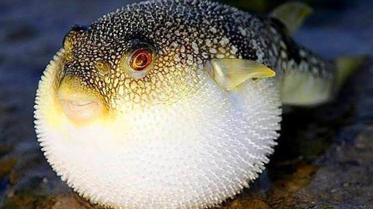 Balon Balığı Avına Ödeme Artışı: 35 TL