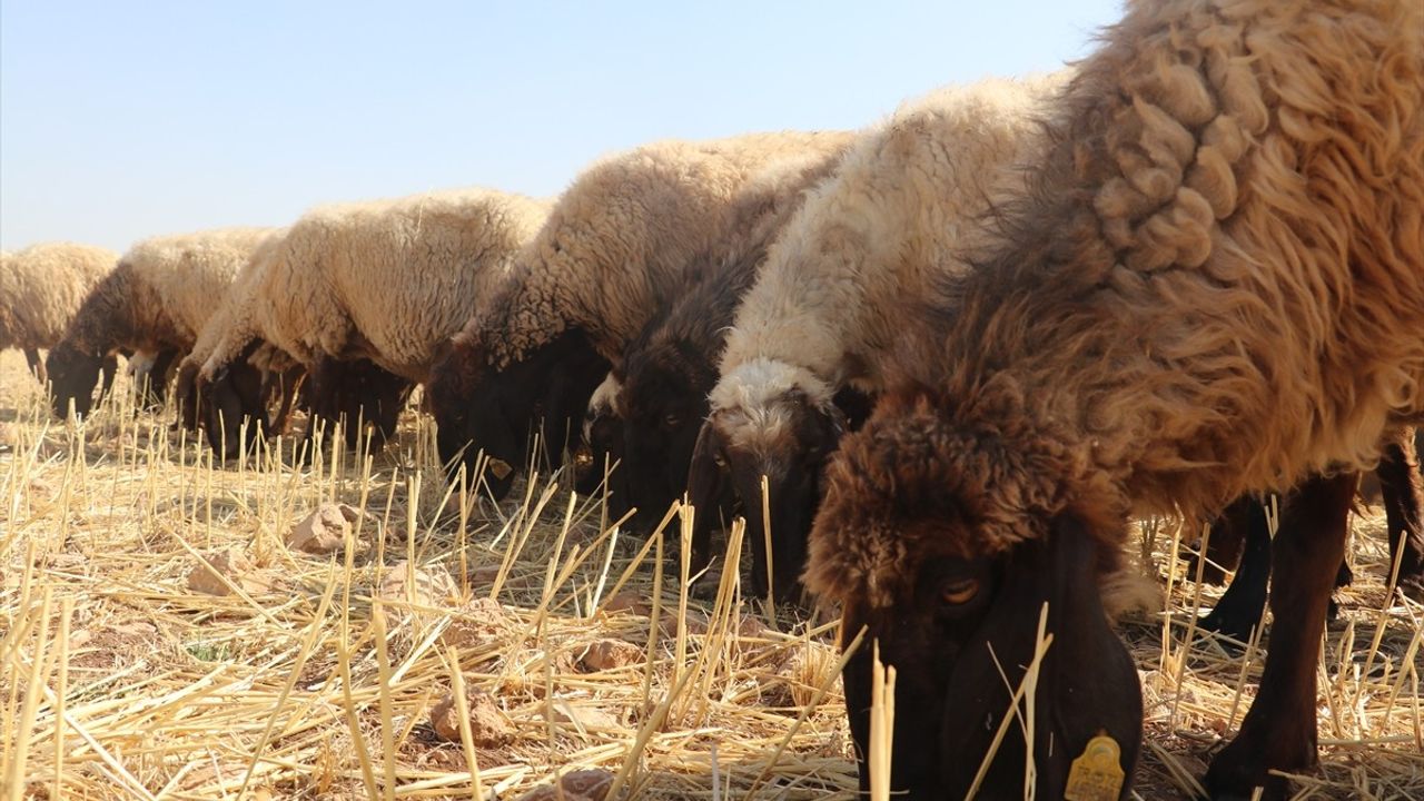Batman'da Hasat Sonrası Tarlalar Hayvanlar İçin Otlama Alanı Oluyor