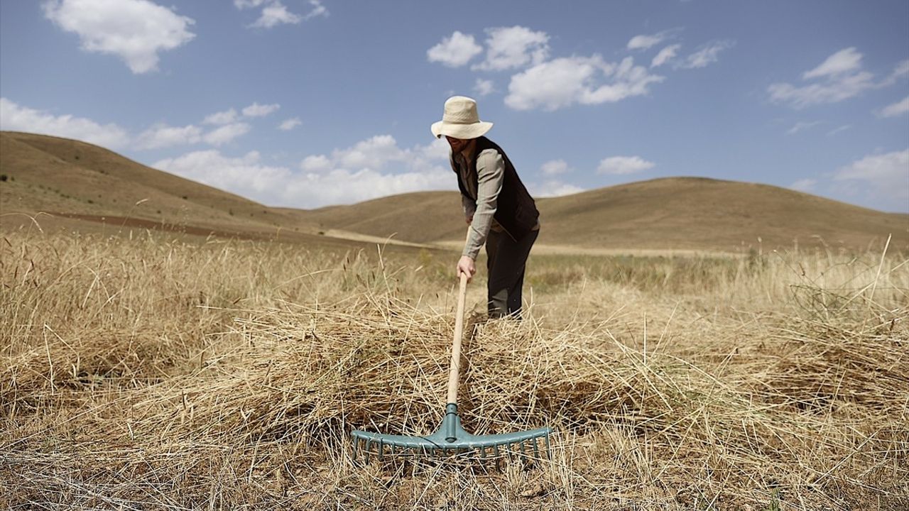 Bayburt'ta Asırlık Tarım Aletleriyle Buğday Hasadı Yapıldı