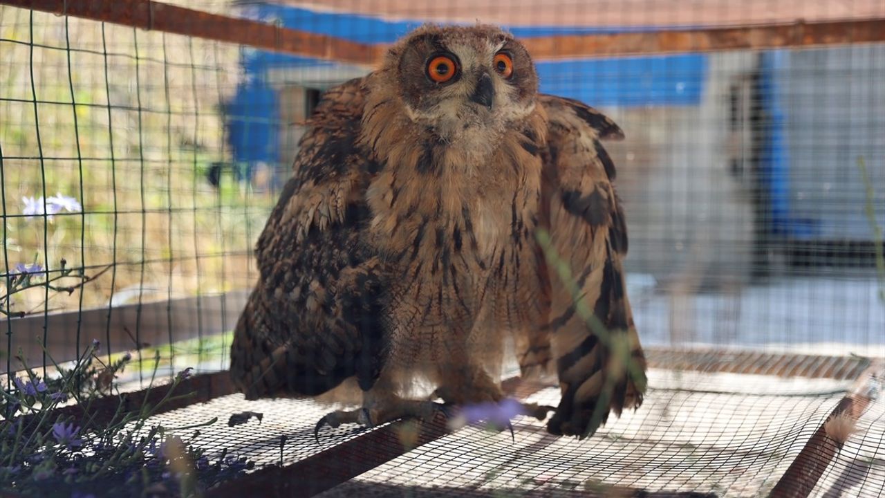 Bayburt'ta Yaralı Puhu Koruma Altına Alındı