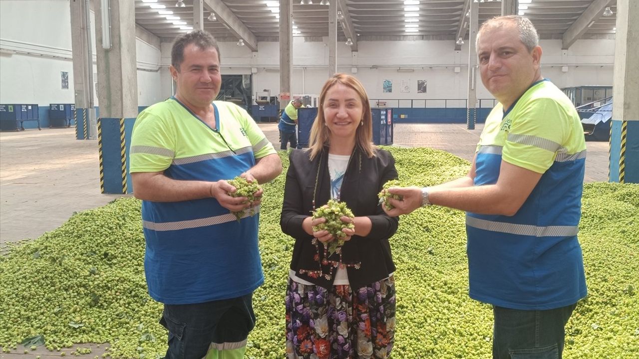 Bilecik Pazaryeri'nde 51 Yıllık Şerbetçi Otu Hasadı Başladı