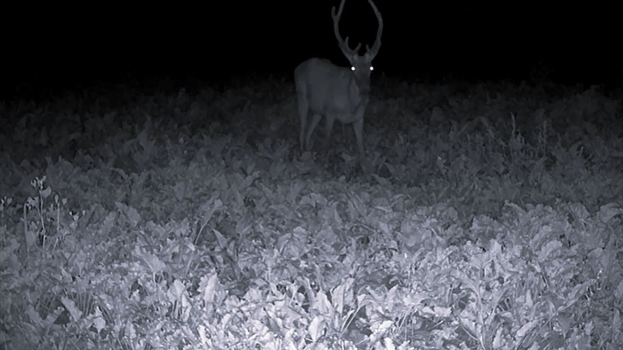 Bilecik'te Fotokapanla Geyik Sürüsü ve Yaban Hayatı Görüntülendi