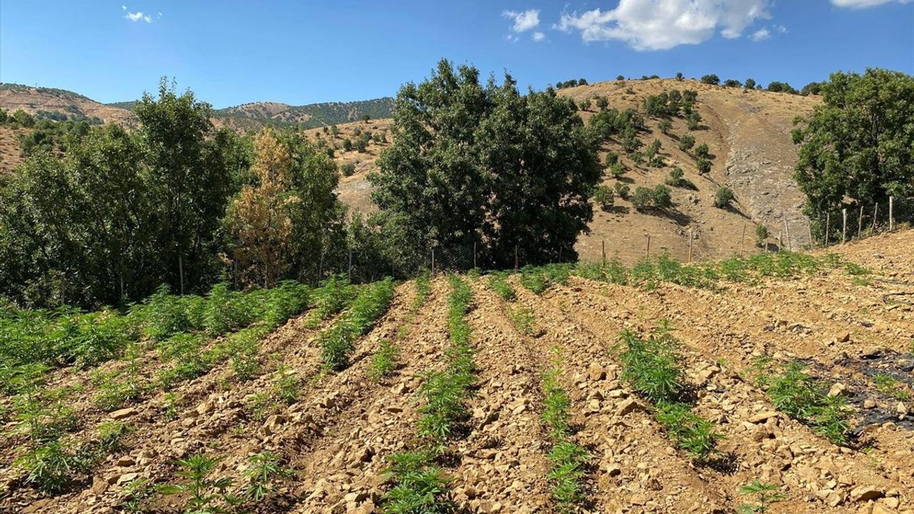Bingöl'de 6 bin 704 kök kenevir ve 4 bin 612 kök skunk ele geçirildi