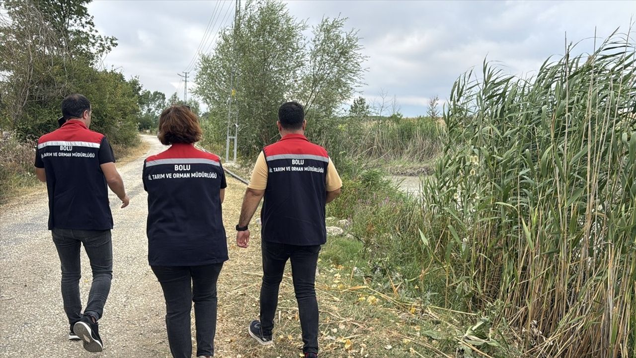 Bolu'da Balık Ölümleri İçin İnceleme Başlatıldı