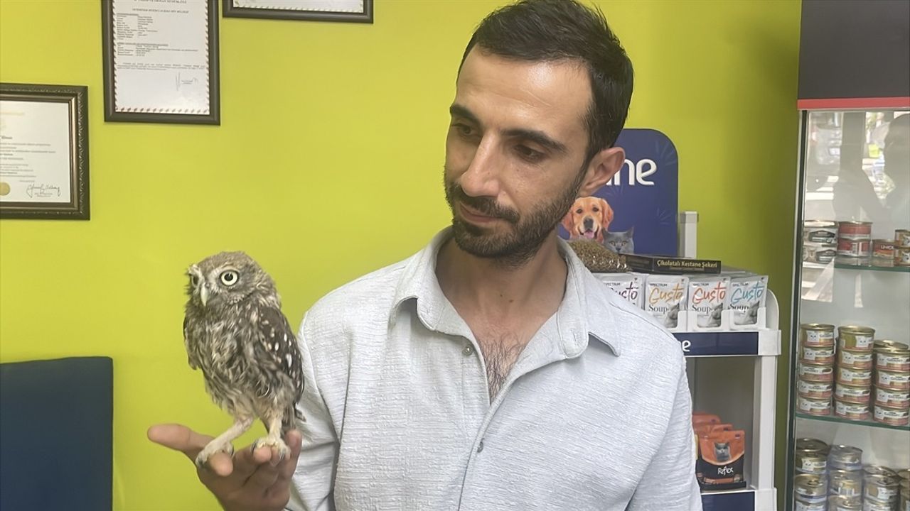 Bolu'da Bitkin Bulunan Kukumav 'Behçet' Rehabilitasyona Alındı