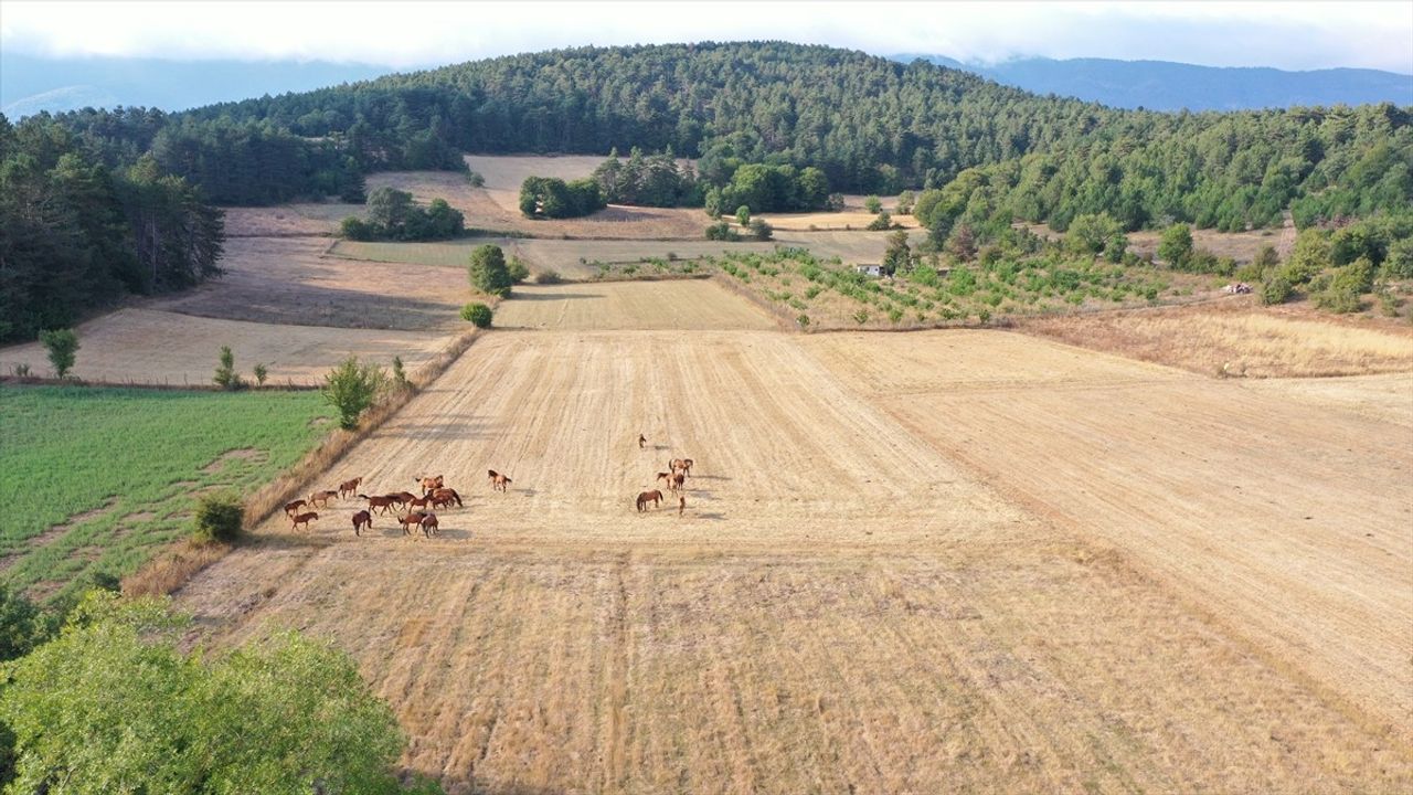 Bolu Dağı'nda Yılkı Atları Taylarıyla Görüntülendi