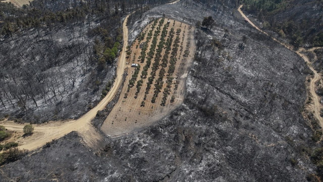 Çanakkale'de Orman Yangını 150 Ağaçlı Zeytinliği Teğet Geçti