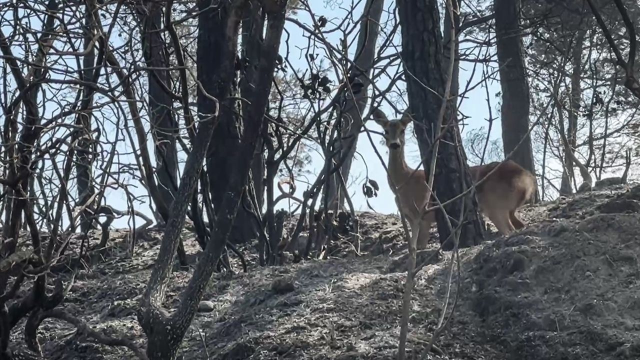 Çanakkale Gelibolu'da Orman Yangını: Alevlerden Kaçan Karaca Kamerada