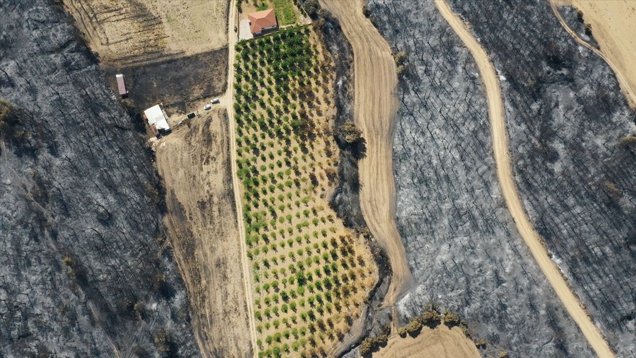 Çanakkale Gelibolu Yangını, Düzenli Bakım Yapılan Ceviz Bahçesini Teğet Geçti
