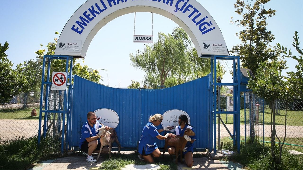 Çanakkale ve İzmir Yangınlarında Yaralanan 15 Küçükbaş Bursa'da Tedavi Ediliyor