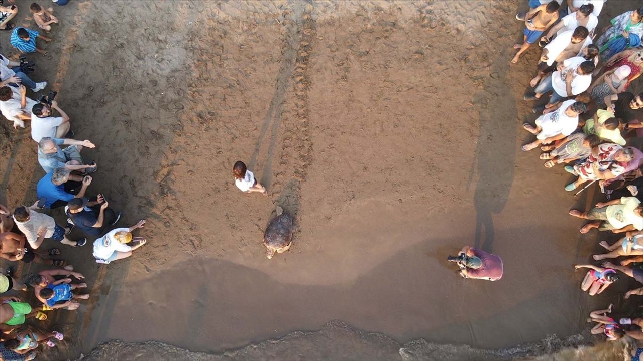 Caretta Caretta 'Tuba', İkinci Dünya Turuna Salındı