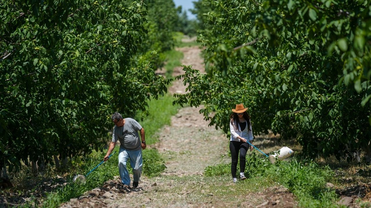 Cevizde Akıllı Böcekle Zararlı Mücadelesinde %99 Başarı