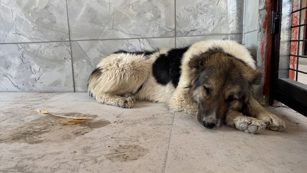Ceylan Ertem'in Sahiplendiği Hüzünlü Köpek, Ahbap Derneği'ne Teslim Edildi