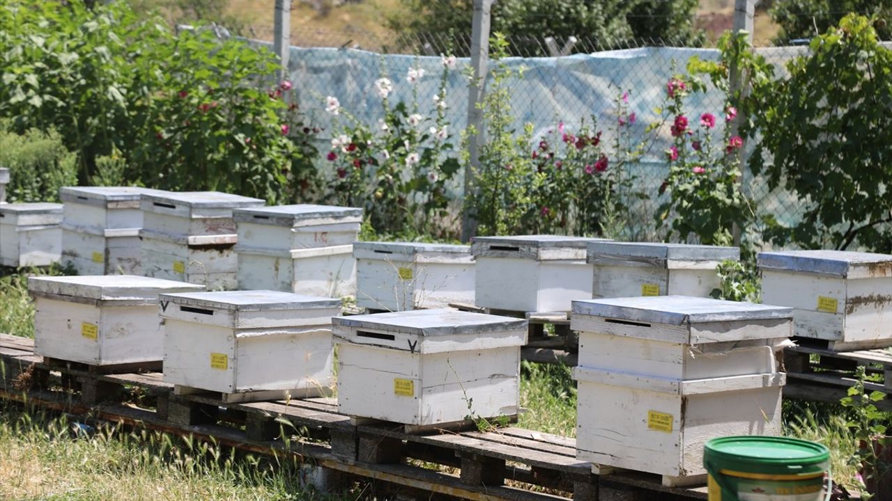 Çubuk'ta Çiçek Balı Hasadı Başladı