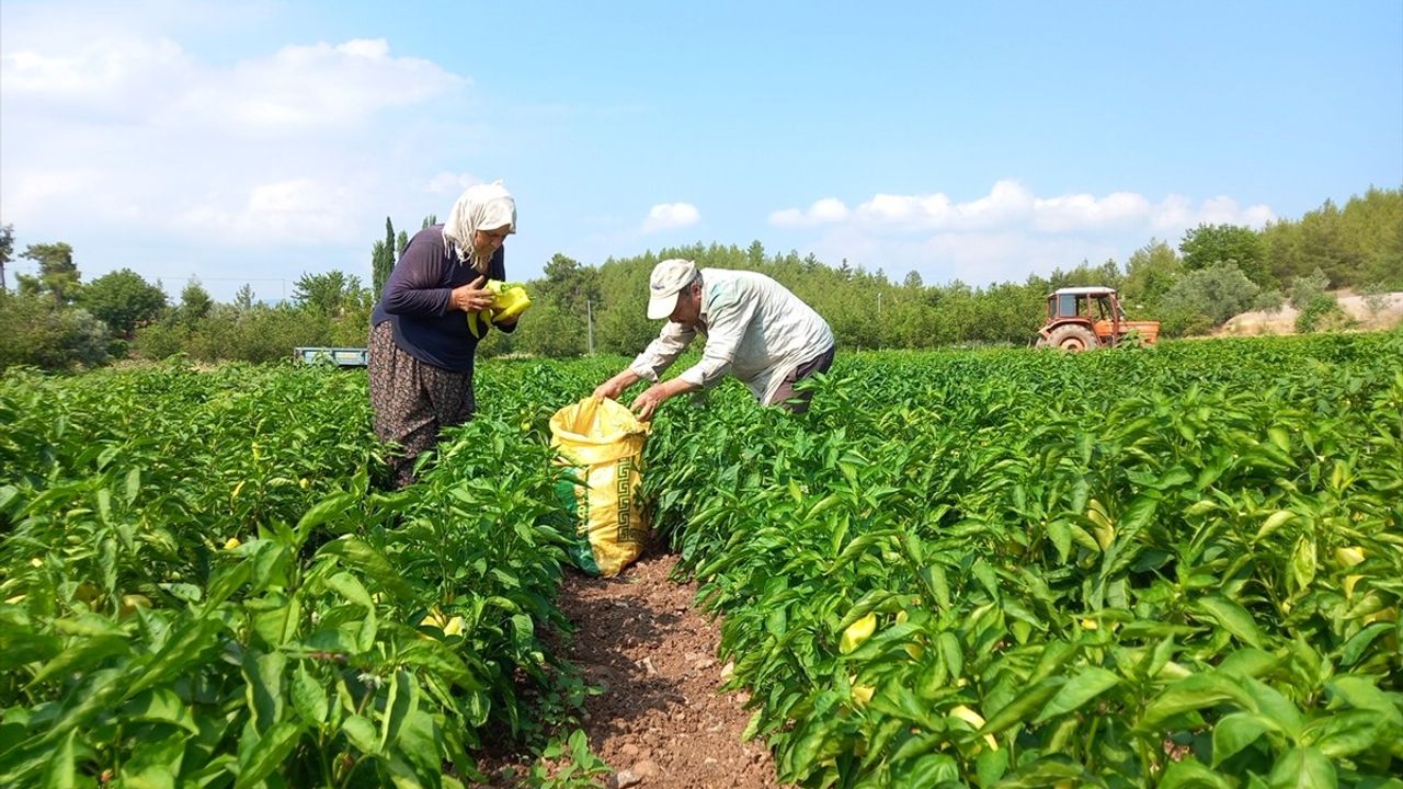 Denizli'de Kale Biberi Hasadı Başladı: Kalite ve Verim  Ön Planda