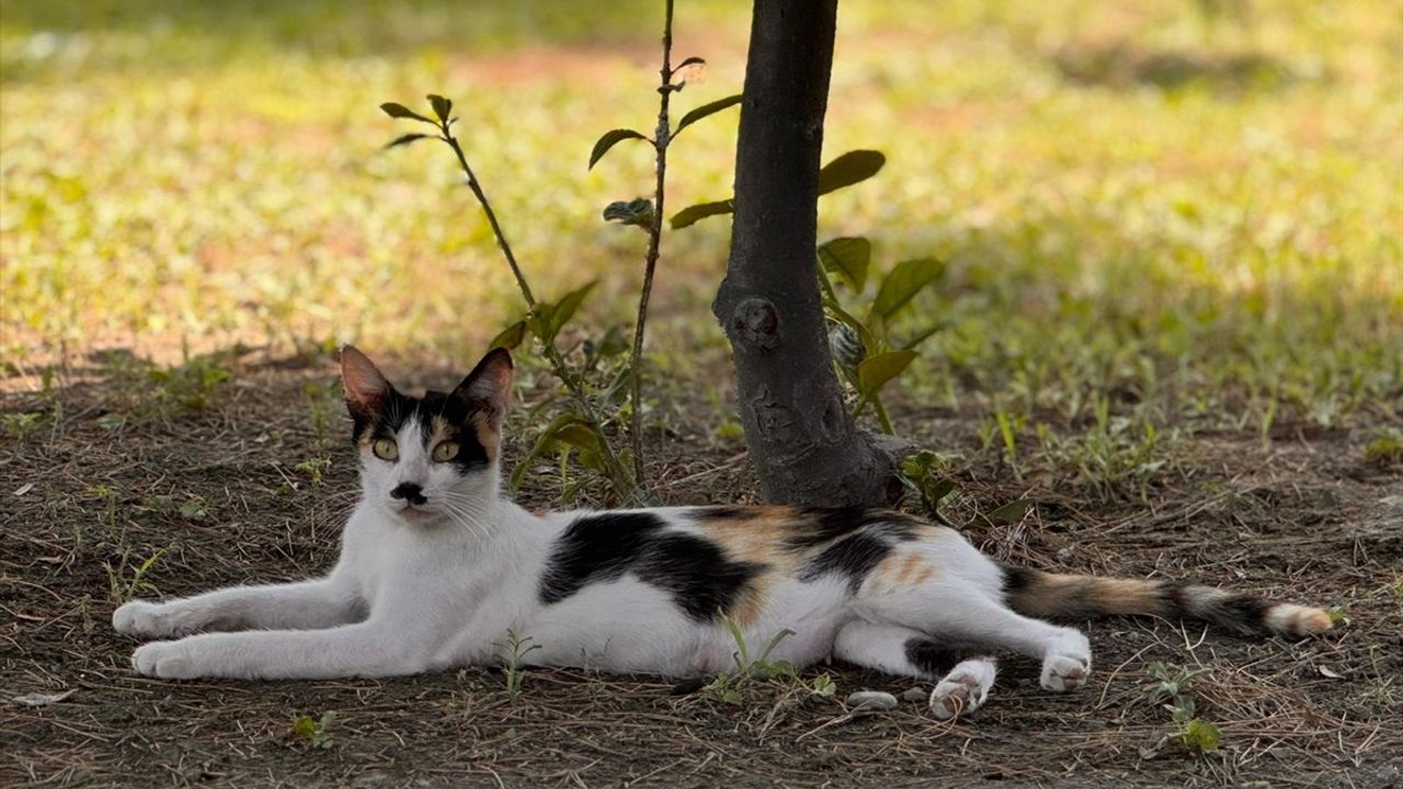 Doğu Akdeniz'de Sıcak Hava Dalgası: Adana, Hatay ve Osmaniye Etkilendi