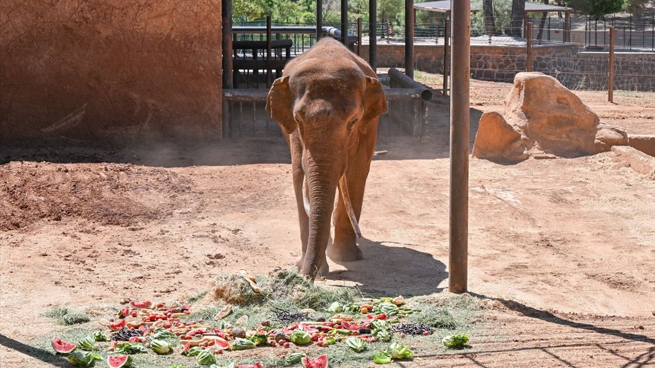 Dünya Fil Günü'nde Tüp Bebek Fili Gabi'ye Özel Menü