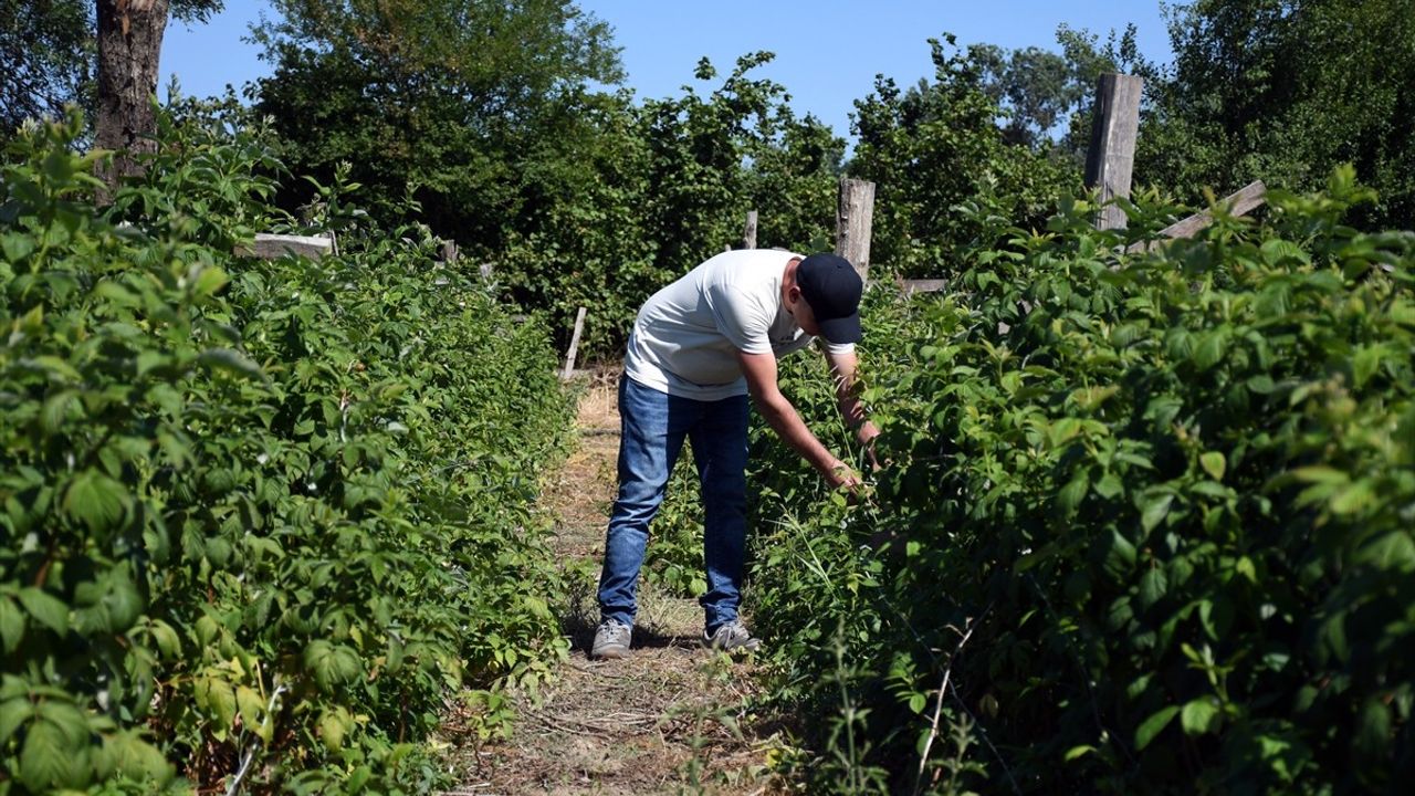 Düzce'de 15 Dönümü Meyve Bahçesine Dönüştüren Üretici: Onur Kurnaz
