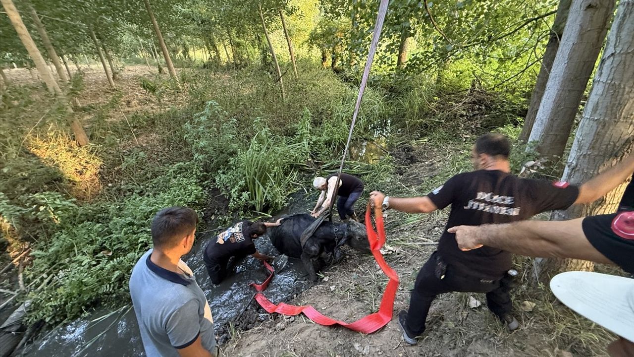 Düzce'de Bataklığa Saplanan İnek Hayat Buldu