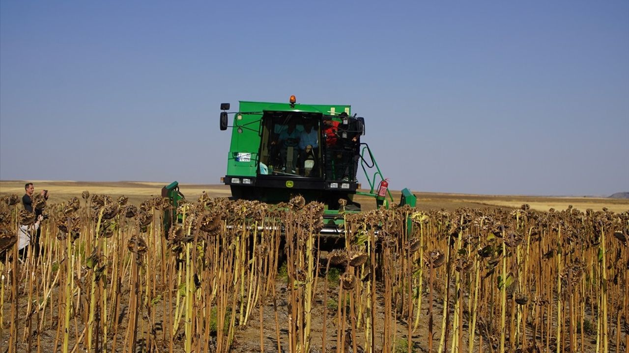Edirne'de Ayçiçeği Denemesi: Anıza Ekim İlk Değerlendirmede %30 Fark Öne Çıktı