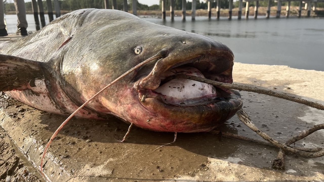 Edirne'de Meriç Nehri'nde 2,5 m ve 100 kg'lık yayın yakalandı