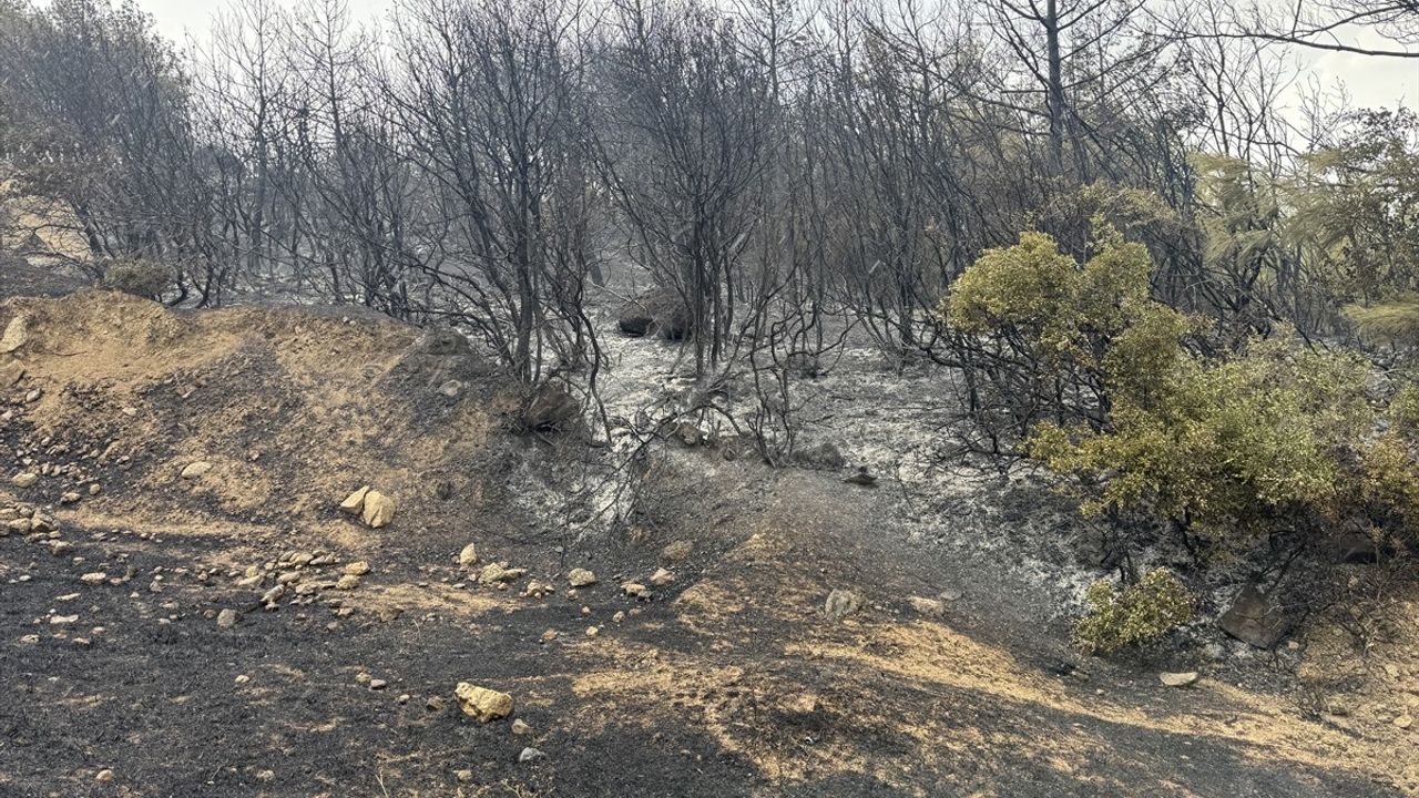 Edirne'de Orman Yangınına Hızlı Müdahale