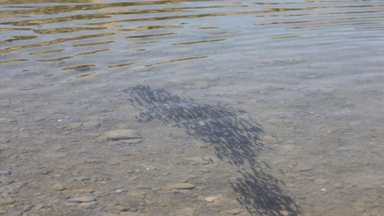 Elazığ'da 17 milyon yavru sazan iç sularla buluşuyor