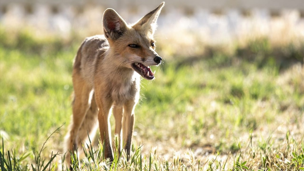 Erciş'te polis lokalinin her akşam gelen tilkisini personel besliyor