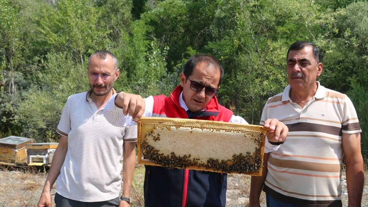 Erzincan'da Geven Balı Hasadı Başladı: Kaliteli Üretim Yolda