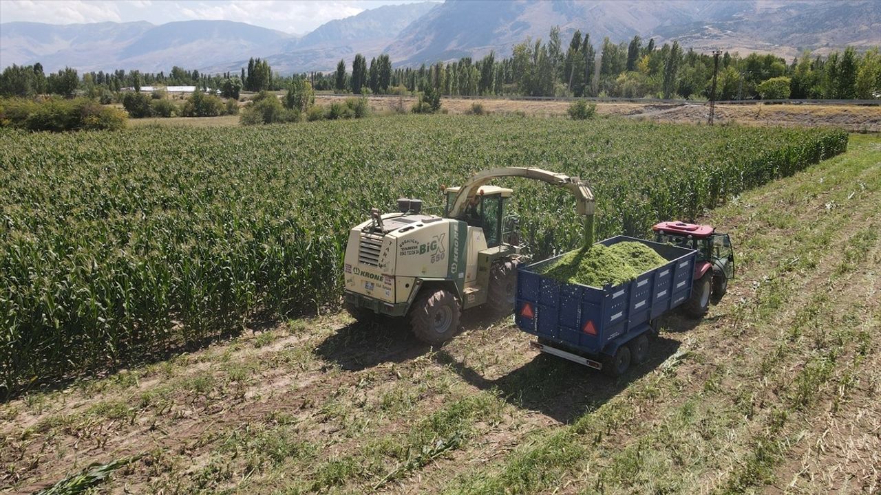Erzincan'da Silajlık Mısır 30 Bin Dekara Çıkarak Hayvancılığı Güçlendiriyor