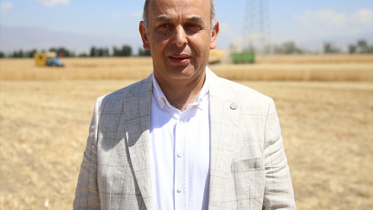 Erzurum'da 'Alturna' Tohumundan Hasat Başladı