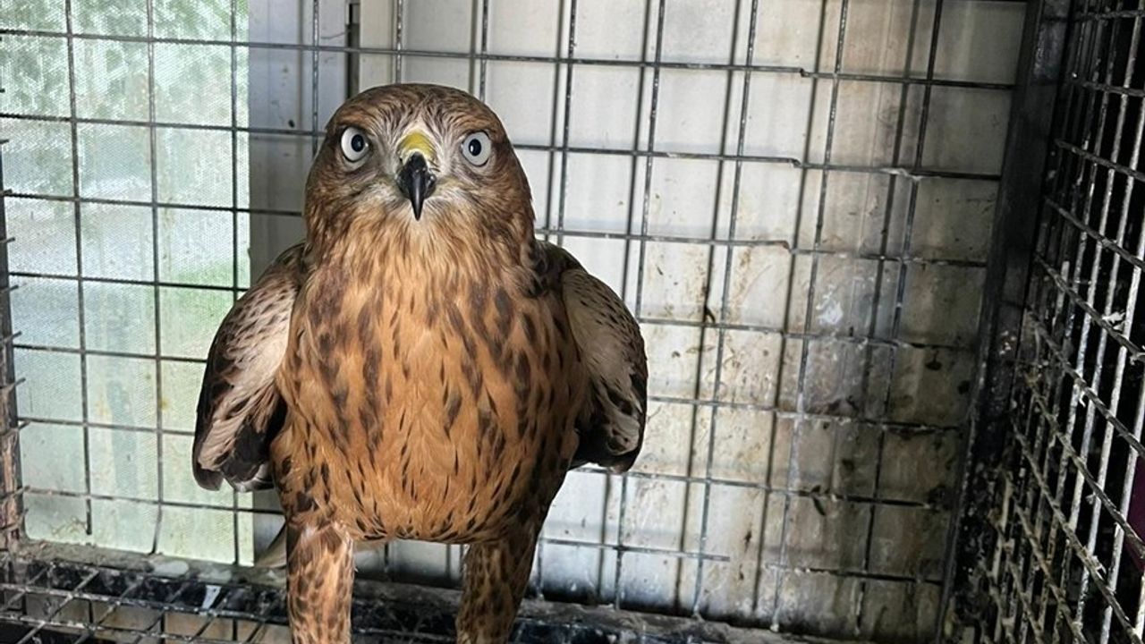 Erzurum'da Koruma Altına Alınan Kızıl Şahin Doğaya Salındı