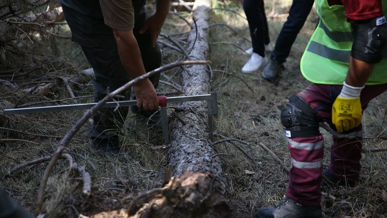 Erzurum ormanlarında yangın riskine karşı seyreltme çalışmaları başladı