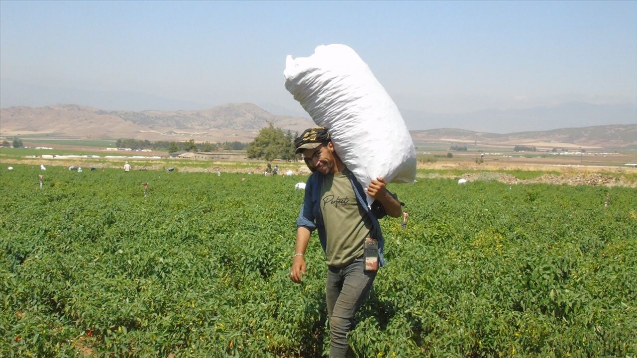 Gaziantep İslahiye'de sofralık kırmızı biber hasadı başladı