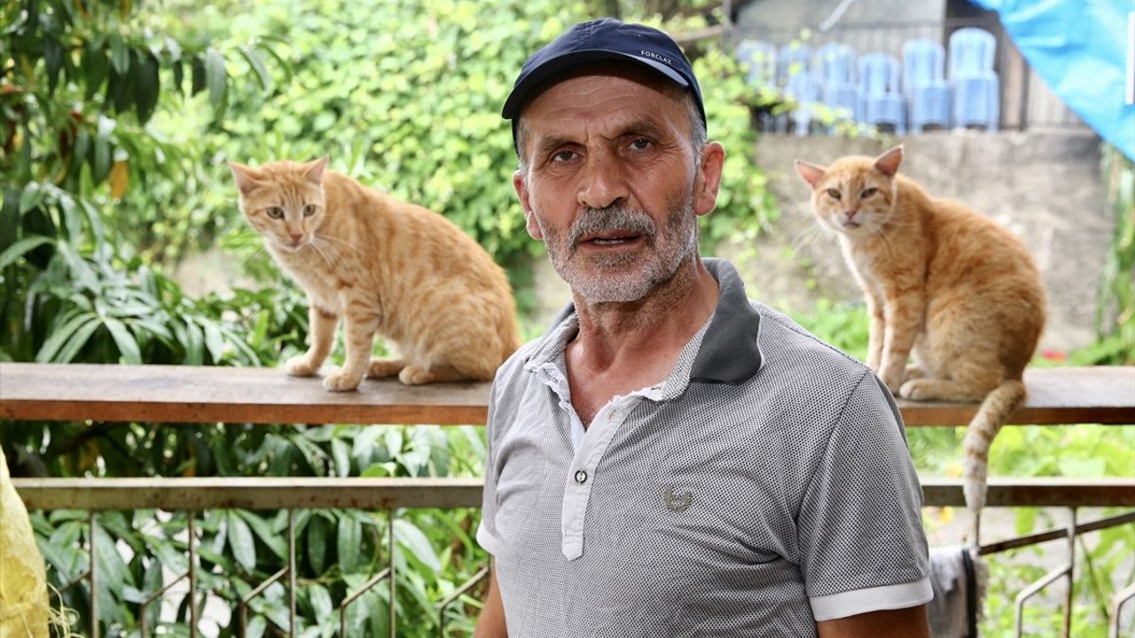 Giresun'da Engel Tanımayan Hayvansever: 25 Kediye Şefkat Eli