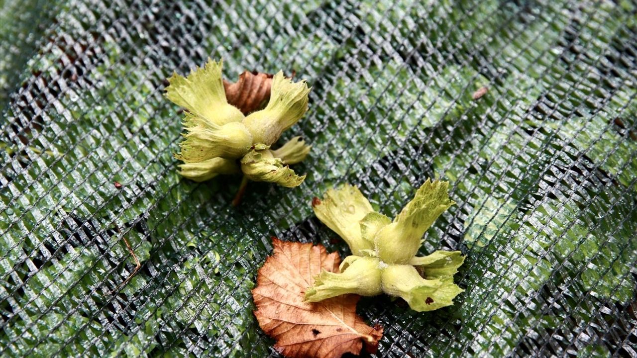 Giresun'da Fındık Üreticilerine File Örtü Desteği Verildi